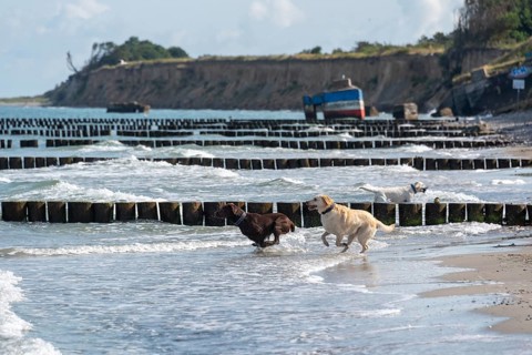 Two Labrador Retrievers playing in the shallow Baltic Sea water, behind them a bunker from the GDR