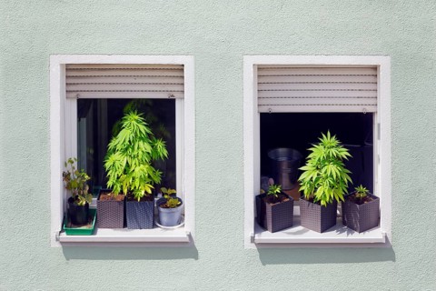 Illegal, illegal, private, private cultivation of hemp, hemp cultivation, hemp plant, hemp plants
