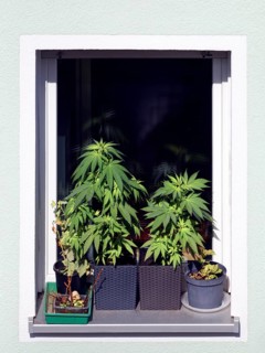 Legal, legal, private, private cultivation of hemp, hemp cultivation, hemp plant, hemp plants