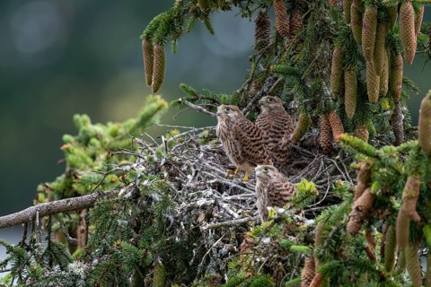 Common kestrel (Falco tinnunculus), young birds not yet ready to fly in the nest,