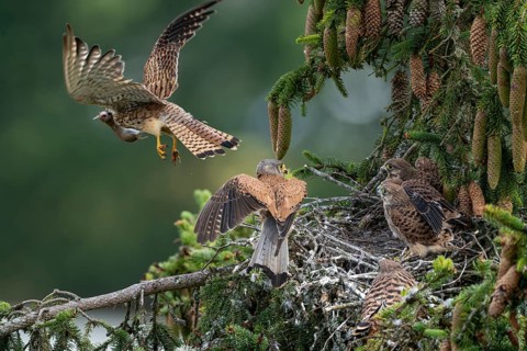 Common kestrel (Falco tinnunculus), male adult bird with fledglings not yet ready to fly at the