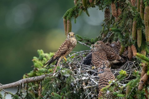 Common kestrel (Falco tinnunculus), female adult bird with fledglings not yet ready to fly at the