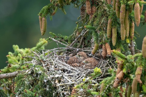 Common kestrel (Falco tinnunculus), young birds not yet ready to fly in the nest,