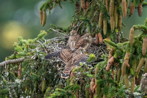 Common kestrel (Falco tinnunculus), young birds not yet ready to fly in the nest,