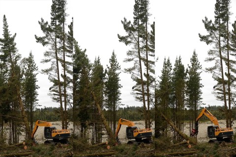A Pinus radiata tree is felled by an autocutter at a milling site in exotic forest on the West