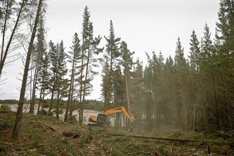 Clouds of pollen fill the air as a Pinus radiata tree is felled by an autocutter at a milling site