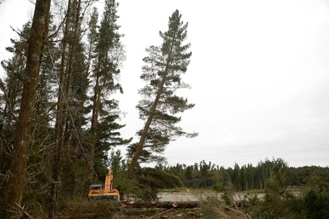 A Pinus radiata tree is felled by an autocutter at a milling site in exotic forest on the West