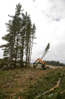 A Pinus radiata tree is felled by an autocutter at a milling site in exotic forest on the West
