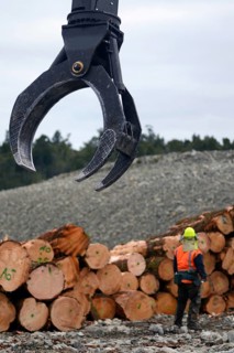 A giant claw reaches out for more logs at a milling site in exotic forest on the West Coast, New