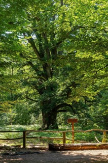 The Sababurg primeval forest, also known as the Reinhardswald primeval forest, is a nature and