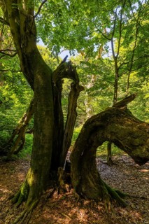The Sababurg primeval forest, also known as the Reinhardswald primeval forest, is a nature and