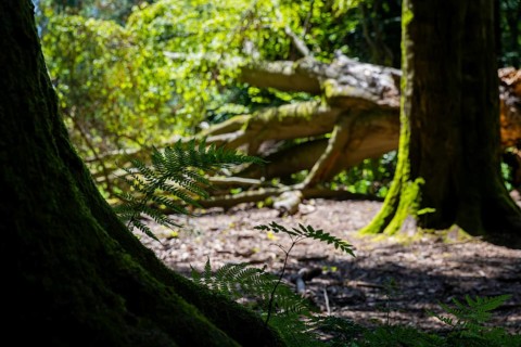 The Sababurg primeval forest, also known as the Reinhardswald primeval forest, is a nature and