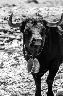 Young bull with cowbell, alpine meadow near Grimentz, black and white photograph, Val d'Anniviers,