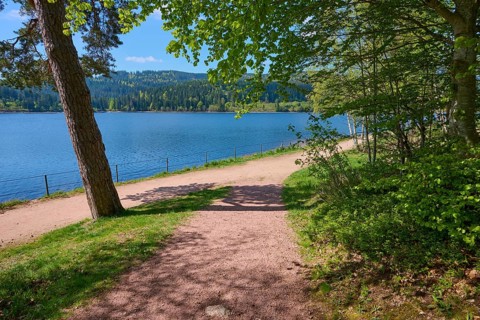 A peaceful forest path along the Schluchsee under a clear sky in spring, Schluchsee, Black Forest,
