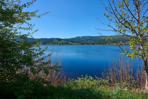 Schluchsee surrounded by green trees and a clear blue sky in the background, spring, Schluchsee,