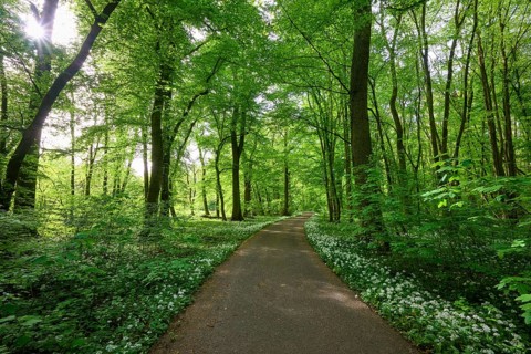 A shady forest path with wild garlic surrounded by green trees conveys peace and springtime