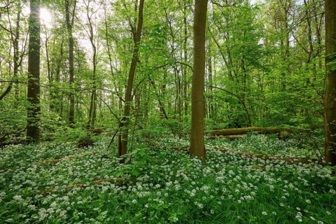 Light-flooded forest with green leaves and blooming wild garlic on the forest floor in spring,