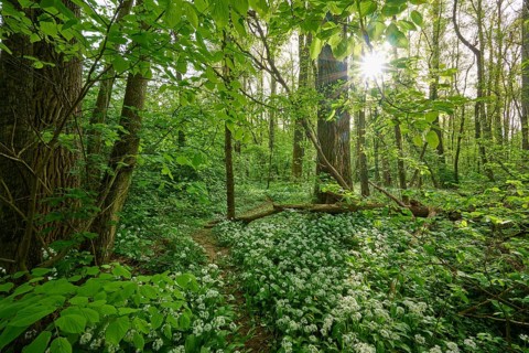 Light-flooded forest with green leaves and blooming wild garlic on the forest floor in spring,