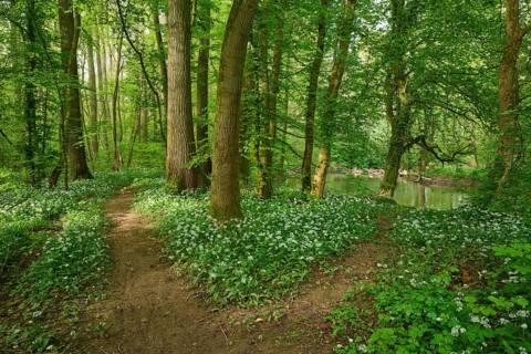 A forest path forked with wild garlic and surrounded by green trees conveys peace and spring