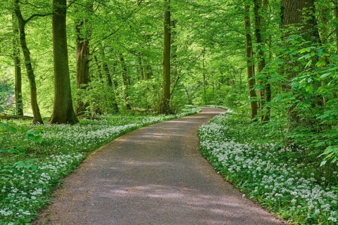 A shady forest path with wild garlic surrounded by green trees conveys peace and springtime