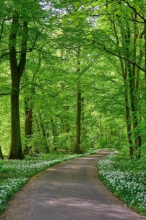 A shady forest path with wild garlic surrounded by green trees conveys peace and springtime