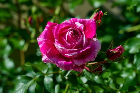 Close-up of a pink rose in full bloom surrounded by green leaves, Karlstadt, Main Spessart,