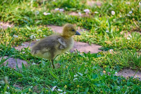 Canada goose (Branta canadensis), chicks in a meadow, Bavaria, Germany, Europe