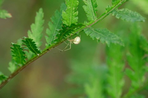 Crab spider, summer, Saxony, Germany, Europe