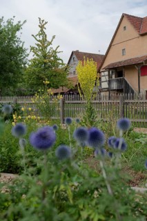 Farm garden in the Hohenlohe Open-Air Museum, half-timbered house, half-timbered house, mullein,