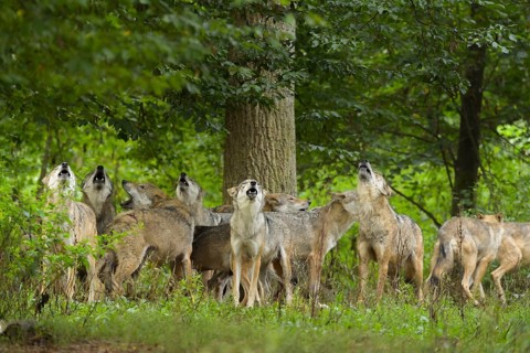 Wolf (Canis lupus), wolf pack standing and howling in a green forest area, summer, Germany, Europe