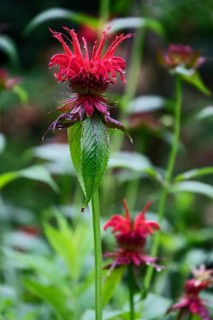 Golden balm (Monarda didyma), also known as Indian nettle or scarlet monard, with raindrops, North