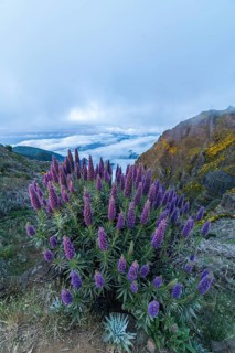 Pico do Arieiro. Mountains and Blue Pride of Madeira Flowers. Cloud Inversion. Portugal