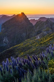 Pico do Arieiro. Mountains and Blue Pride of Madeira Flowers at Sunset. Cloud Inversion. Portugal