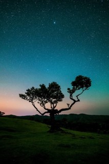 Tree in Fanal Forest, Blue Sky Full of Stars and Light Pollution at Night. Madeira, Portugal,