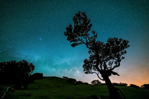Tree in Fanal Forest, Blue Milky Way and Starry Sky at Night. Madeira, Portugal, Europe