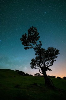 Tree in Fanal Forest, Blue Milky Way and Sky full of Stars at Night. Madeira, Portugal, Europe