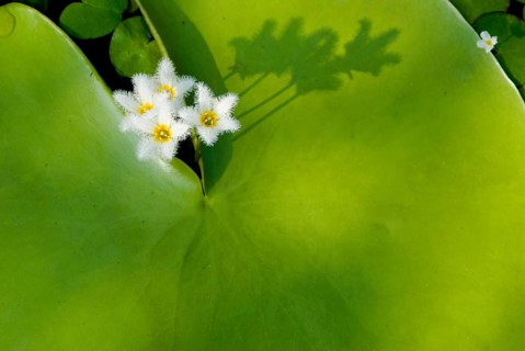 Water Snowflake flowers (Nymphoides indica) blooming from large green leaf casting shadows in