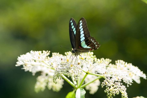 Blue Triangle butterfly (Graphium sarpedon) with brown wings and light blue spots perches on white