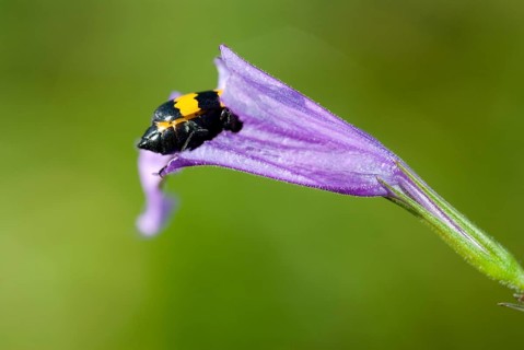 A close-up of a small insect crawling on a purple flower petal against a green background, Taoyuan,