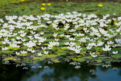 A pond filled with white water snowflake flowers (Nymphoides hydrophylla) and green leaves,