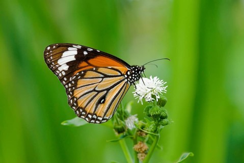 Butterfly (Danaus chrysippus) with orange and black wings rests on a white flower against a green