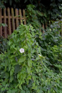 Larger bindweed (Calystegia sepium), wooden fence, garden fence, plant, summer, July, Schwäbisch