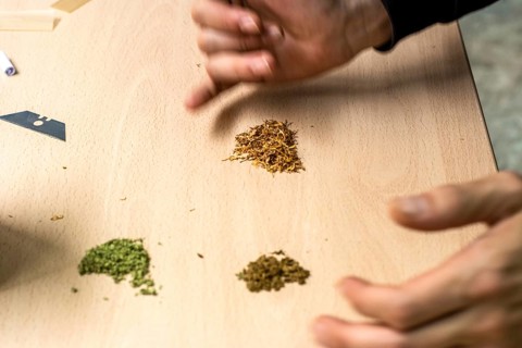 Recognizable person preparing a marijuana joint