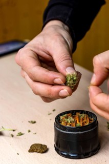 Hands of person preparing marijuana in a grinder