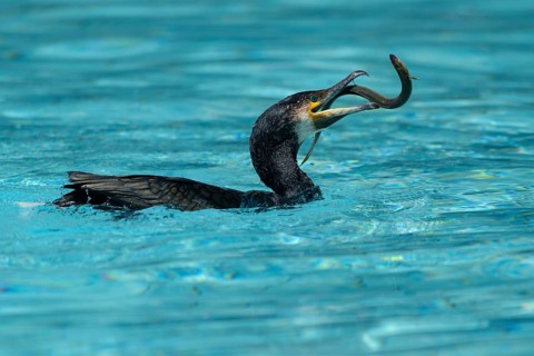 Great cormorant (Phalacrocorax carbo) with eel as prey, hunting