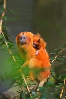 Golden Lion Tamarin (Leontopithecus rosalia), Adult with Baby, Spring, Netherlands