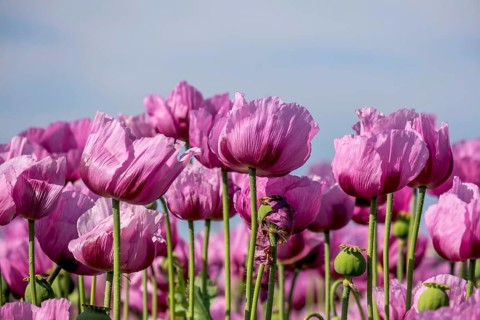 Opium poppy (Papaver somniferum), cultivation of edible poppy, poppy field, Donnersbergkreis,