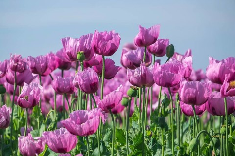 Opium poppy (Papaver somniferum), cultivation of edible poppy, poppy field, Donnersbergkreis,