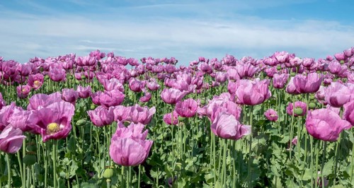 Opium poppy (Papaver somniferum), cultivation of edible poppy, poppy field, Donnersbergkreis,