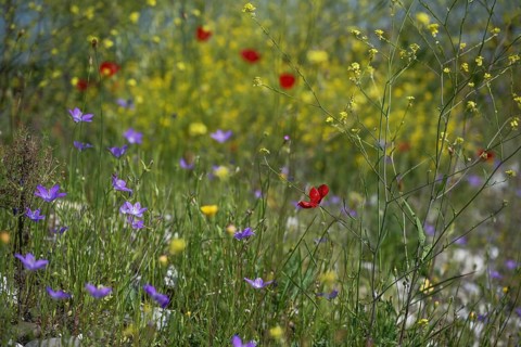 Flower meadow with blue spreading bellflower (Campanula patula), red poppy (Papaver rhoeas) and